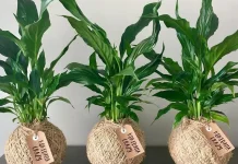 Cocodama (Kokedama), Seni Menanam Ala Jepang