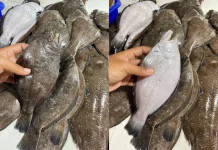 Ikan Sebelah (Flatfish), Unik & Lekat dengan Legenda Nabi Musa