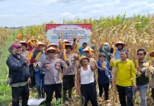 Polsek Balongbendo Panen Raya Jagung Bersama Poktan Desa Seduri