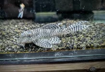 Pesona Ikan Sapu-Sapu Zebra, Hobi Unik Pecinta Akuarium