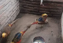 Pesona Burung Pegar Kalung, Hobi Unik Pecinta Satwa Eksotis