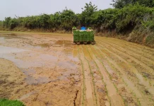 Petani Lamongan Minta Bantuan Rice Transplanter Tekan Biaya