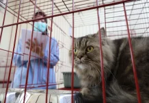 Mudik, Pemkot Surabaya Buka Layanan Titip Hewan Peliharaan di Puskeswan