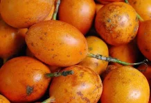 Markisa Konyal Asli Bedugul, Kaya Rasa & Manfaat