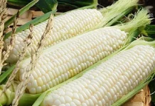 Jagung Ketan Organik, Potensi Pangan Sehat yang Bernilai Ekonomi Tinggi