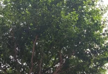 Dibalik Daun Diam saat Idulfitri