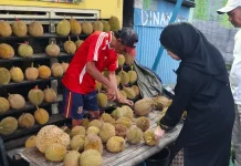 Berburu Durian, Raja Buah Pemilik Cita Rasa Khas