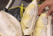 Keseruan Rebutan Durian Jadi Bumbu Manis Momen Silaturahmi