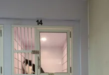 Mudik atau Pet Hotel? Berikut Pertimbangan Ilmiah Bagi Pemilik Kucing