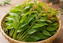 Manfaat Tersembunyi Pucuk Daun Belimbing Wuluh Bagi Kesehatan