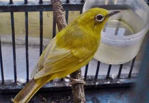 Pleci dan Pagi Hari,Harmoni Kecil yang Dicari Para Penghobi