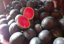 Semangka Baby Black Sweet, Si Buah Premium