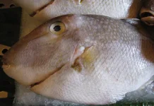 Ikan Papakulu, Unik dengan Rasa Gurih Khas Nusantara