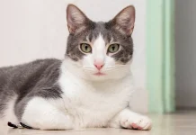 Makna Perilaku Kucing Penting Dipahami Para Pemilik