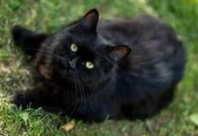 Mitos Kucing Hitam Bawa Sial, Benarkah?
