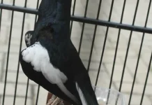 Kicauan Merdu Burung Kacer, Hobi yang Membawa Ketenangan