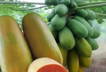 Pepaya Haka : Varietas Premium Asal Malaysia