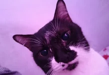 Bermain bersama Kucing, Cara Sederhana Orang Dewasa Jaga Kesehatan Mental