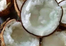 Kelapa Kopyor Klakah Lumajang
