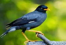 Jalak Kebo, Burung Cerdas yang Kian Digemari Penghobi