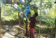 Sulap Lahan Terbengkalai, Pemuda Sampang Panen Pisang