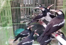 Pesona Jalak Suren, Hobi Memelihara Burung Kicau yang Kian Diminati