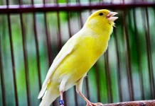 Tips Perawatan dan Melatih Burung Kenari Siap Tampil di Lomba