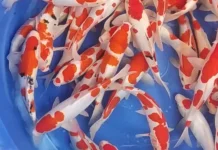 Merawat dan Melatih Ikan Koi Siap Tampil di Ajang Lomba