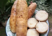 Gembili Ketan, Umbi Lokal Kaya Manfaat yang Mulai Terlupakan