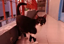 Fakta Unik Kucing Tuksedo, Si Hitam Putih yang Elegan dan Penuh Kejutan