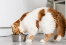 Tips Pemberian Dry Food dan Wet Food untuk Kucing bagi Pemilik Hewan