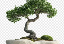 Karakteristik Tanaman Bonsai Serut, Manfaat serta Teknik Perawatan