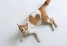 Tips Memelihara Kucing di dalam Kost, Idealnya Berapa Ekor?