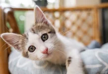 Fakta Unik Kumis Kucing dan Fungsinya