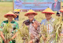 Petani Sidoarjo Nikmati Harga Gabah Capai Rp7500
