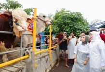 Gubernur Khofifah Pastikan Jumlah Hewan Qurban Surplus dan Sehat