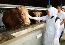 Jatim Siapkan 1.997 Juleha Bersertifikat jelang Kurban
