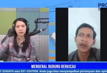 Bisnis Burung Kicau, Murai Kian Langka