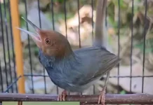 Perenjak Jawa, Si Kecil Lincah yang Kian Digemari Pecinta Burung Rumahan