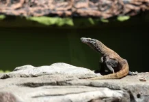 Diplomasi Hijau Indonesia–Jepang, KBS Pinjamkan Komodo untuk Konservasi