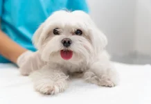 Fakta Unik Anjing Maltese yang Perlu Diketahui