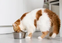 Makanan yang Tidak Seharusnya Dikonsumsi Kucing