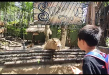Ramai Pengunjung KBS, Tarif Interaksi Satwa Dikeluhkan Wisatawan