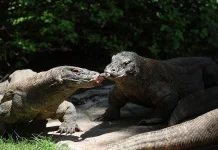 Kebun Binatang Surabaya Sukses Breeding, Koleksi Komodo Tembus 50 Ekor Lebih