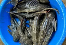 Ikan Sapu-Sapu, Dari Penghuni Akuarium Menjadi “Penguasa” Sungai