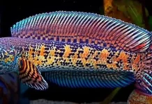 Pesona Channa Auranti: Hobi Memelihara Ikan Hias yang Kian Digemari