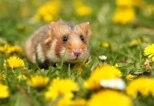 Mengenal Jenis-Jenis Hamster dan Mana yang Cocok untuk Pemula