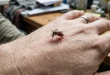 Pancaroba, Waspada Penyakit DBD