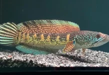 Merawat Ikan Channa untuk Pemula, Hobi yang Butuh Kesabaran dan Ketelatenan