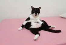 Penjelasan Pose Random Kucing yang Bikin Gemas